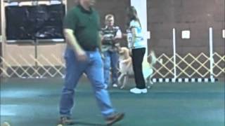 Terri amp Bugsy 1st Place AKC Obedience Novice A 195 points out of 200 52811 [upl. by Josias]