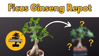 Repotting Ficus Ginseng Microcarpa Bonsai [upl. by Olegna114]