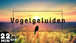 22 Minuten Vogelgeluiden 🦜 Ontspanning Rust en Achtergrond Geluiden [upl. by Ipoillak]