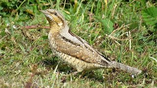 Wryneck at Shooters Bottom Beachy Head Sussex 030916 [upl. by Vevina354]