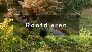 Wonen in Noorwegen  Winterbanden en Roofvogels [upl. by Sualokin990]