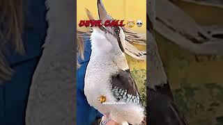 Birds Normal VS Devil call🔊🥶☠️trendingviralshortsyoutubeshortsshortsanimalswildlifebird [upl. by Ara]