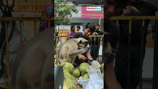 A langur monkey caught the coconutwala off guard as he hopped onto the handcart for a tasty treat [upl. by Aztiram441]