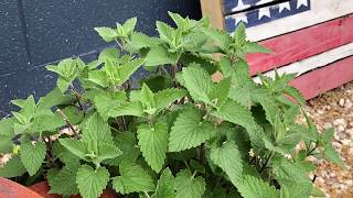 Catnip a great herb for the cutting [upl. by Mansfield704]