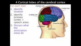 4 lobes of the cerebral cortex  VCE Psychology [upl. by Ecinna]