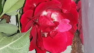 Acromyrmex octospinosus cutting red roses [upl. by Hcahsem371]