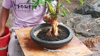 BONSAI  KALIANDRA Calliandra Surinamensis [upl. by Akkina481]