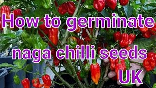 How to germinate naga chilli seeds [upl. by Aina4]