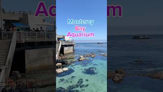 Monterey Bay aquarium California [upl. by Aneger]