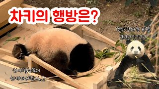 32 차키가 사라졌다 차키의 행방은 엄마만 아는비밀🤣 [upl. by Akcirahs]