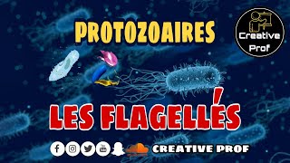 Biologie Animale les protozoaires Les Rhizoflagelles darija [upl. by Phaedra175]