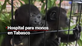 Instalan hospital para MONOS saraguatos que sufren por el golpe de CALOR en Tabasco [upl. by Adyaj]