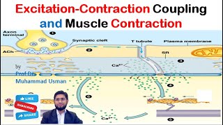 ExcitationContraction Coupling  Mechanism of Muscle Contraction  Muscle Physiology [upl. by Akerdnuhs]