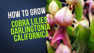 How to Cultivate Darlingtonia California Cobra Lily Carnivorous Plant Grow Guide [upl. by Alih124]