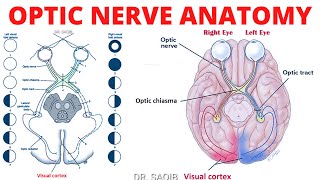 Optic Nerve Anatomy  Cranial Nerve 2 Anatomy  Clinicals of CN 2 [upl. by Fedirko]