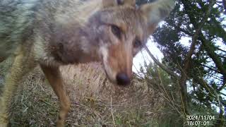 Coyote tears down trail camera [upl. by Aitselec]