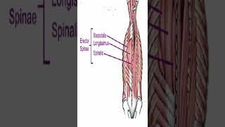 Anatomy Erector Spinae AKA Paraspinals Shorts [upl. by Schulman822]