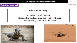 A Level Biology  5113  Temperature Control in Ectotherms [upl. by Gelhar112]