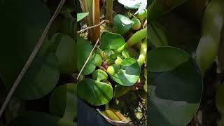 common water hyacinth plant [upl. by Punke918]