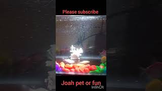 My fish tank setup fish aquarium jpftending shorts [upl. by Edouard252]