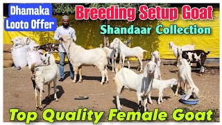 Top Quality Sojat Female Goat At GUDDU BHAI  Breeding Setup Bakriyan Aur Bacche In Nasik [upl. by Engud]