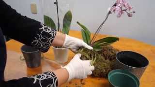 Orchid Care Trick  How to Save Your Potted Orchid From Dying [upl. by Eecats]