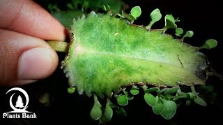 How to Grow Kalanchoe amp Succulent plants  Bryophyllum [upl. by Nohsar]