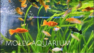 125 Gallon Sailfin Molly Aquarium  Colorful Molly Fish • Sailfin Mollies • Swordtails  1080p HD [upl. by Ahsiret]