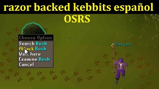 Razor backed kebbits rumours OSRS español [upl. by Lolande]