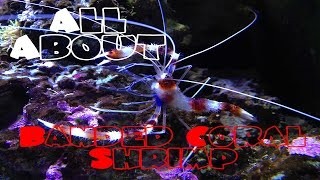 All About The Banded Coral Shrimp  Bristle Worm Killer [upl. by Duke6]