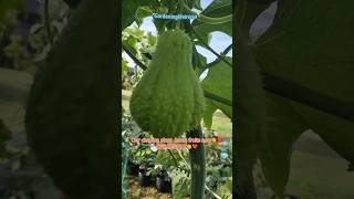 Our chayote plant bears fruits now👏❤️我们的佛手瓜结果了youtubeshorts gardening [upl. by Nehte]