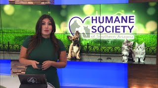 Humane Society of Southern Arizona announces new leadership team [upl. by Ahtenak]