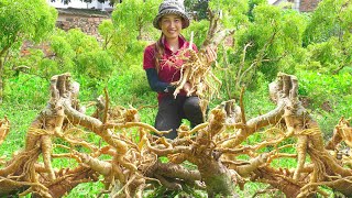 Harvesting Polyscias Fruticosa Brewing Tea Soaking Wine Go to the market to sell  Lý Thị Hoa [upl. by Paulsen]