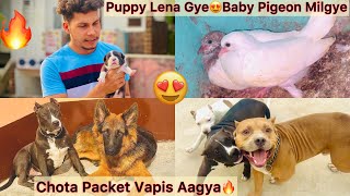 Chota Packet Ghar Vapis Aagya🔥 Pitbull Puppy Lena Gye😍Baby Pigeon Milgye [upl. by Ahsal6]