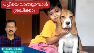 Puppy care malayalamPuppy selectionBeagle puppy puppycaremalayalam beaglekerala petsnvets [upl. by Annairoc]