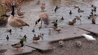 Ducks amp Wildlife [upl. by Eelytsirk748]