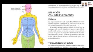 Anatomia  Dermatomas y Miotomas [upl. by Olwen]