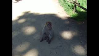 Natur Zoo Rheine im Affenwald am Sa den 26052012 [upl. by Aicnorev729]