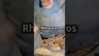 Rhinoceros beetles behaviour How much they can carry  animals shorts beetle [upl. by Constantin]