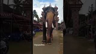 ഇത് ഏത് ആനയാണെന്ന് അറിയാമോ കമൻറ് ചെയ്യൂ elephant elephantloverskerala [upl. by Wakeen]