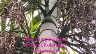 Best fungicides for Arecanut koleroga or fruit rot [upl. by Oiznun]