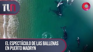 TelenueveCentral  EL ESPECTÁCULO DE LAS BALLENAS EN PUERTO MADRYN [upl. by Jason562]