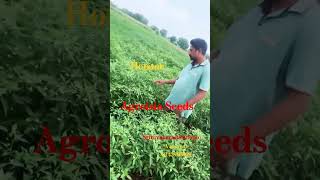 Agroisia seeds Hot starampశ్రీనివాస రైతు డిపో వత్సవాయి 8143985599 [upl. by Cornela]