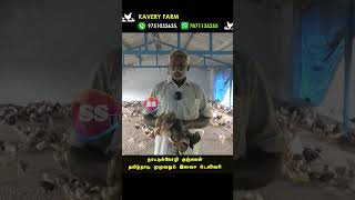 நாட்டுக்கோழி குஞ்சுகள் தமிழ்நாடு முழுவதும் இலவச டெலிவரி Kavery Nattukozli farm pennagaram trend [upl. by Zwick287]