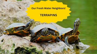 Terrapins Our Fresh Water Neighbors [upl. by Angil819]