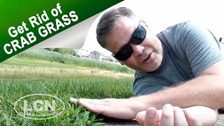 How To Get Rid of Crab Grass In The Lawn [upl. by Cordier]