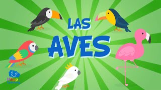 LAS AVES  Vídeos Educativos para Niños [upl. by Irish]