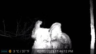 Fat Feral Hogs  020223  Trail Cam  San Antonio TX  Bexar County  Sea World [upl. by Noby]