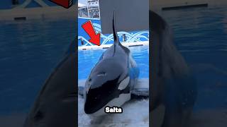 Superficies de ballenas gigantes en el parque acuático hechos viralvideo trending shorts new [upl. by Sarad]