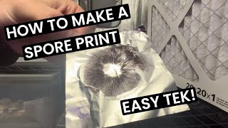 How to Make a Spore Print [upl. by Rashida97]